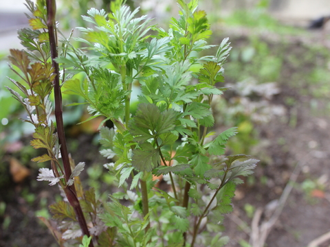 12.	Coentros (Artemisia abrotanum)
Data da fotografia: 27/03/2018
Utilidade/ função na horta: Planta medicinal, utilizada como vermífugo. Usam-se os seus raminhos nos roupeiros para repelir as traças. Propriedades repelentes sobre as pragas.